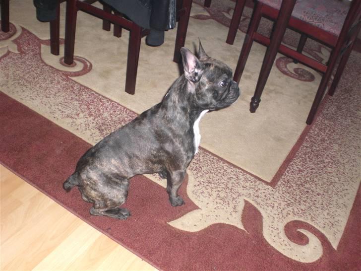 Fransk bulldog Dino billede 7