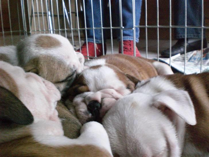 Engelsk bulldog Anton billede 4