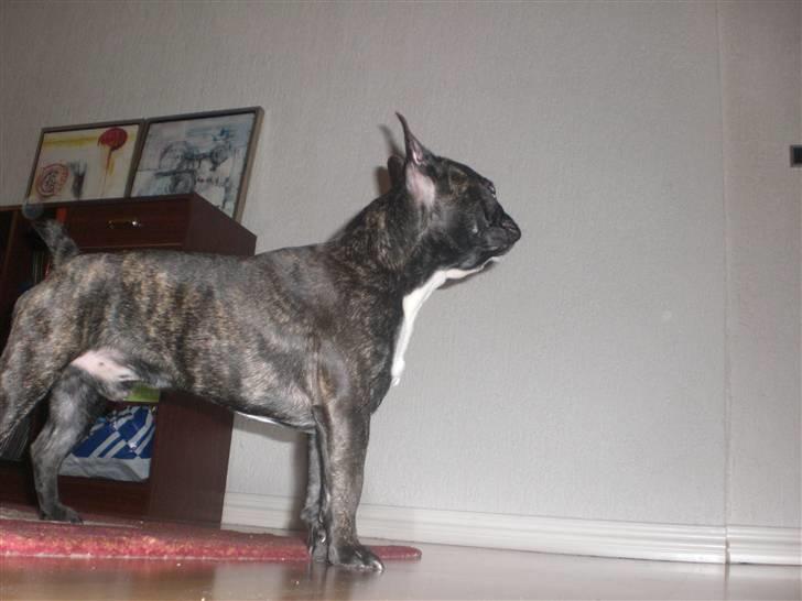 Fransk bulldog Dino billede 8