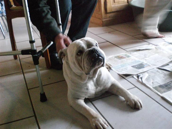 Engelsk bulldog Anton - min far billede 5