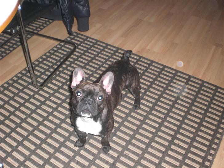 Fransk bulldog Dino billede 9