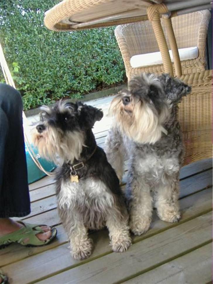 Dvaergschnauzer Thorkild - min smukke hunde <3  billede 1