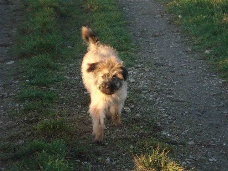 Pyrenæisk hyrdehund Coco billede 8