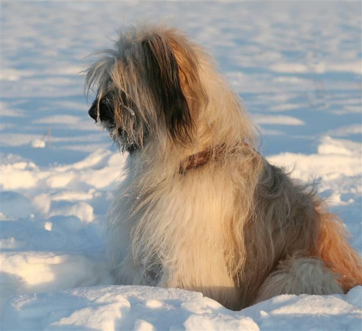 Pyrenæisk hyrdehund Coco billede 9