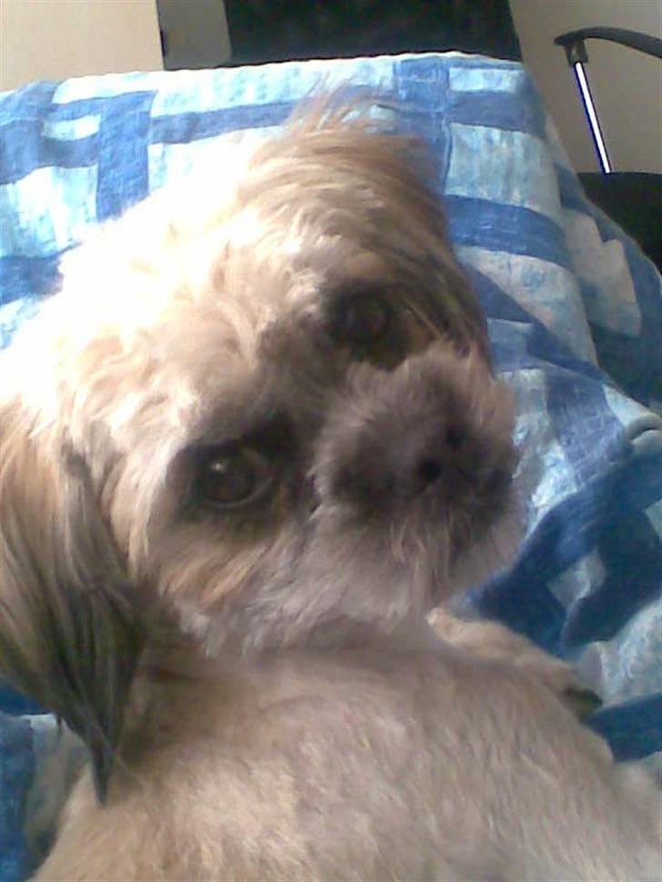 Blanding af racer Hollie - Hej jeg er Hollie:-) Weeee billede 1