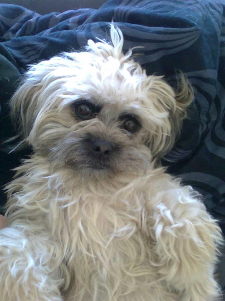 Blanding af racer Hollie billede 2