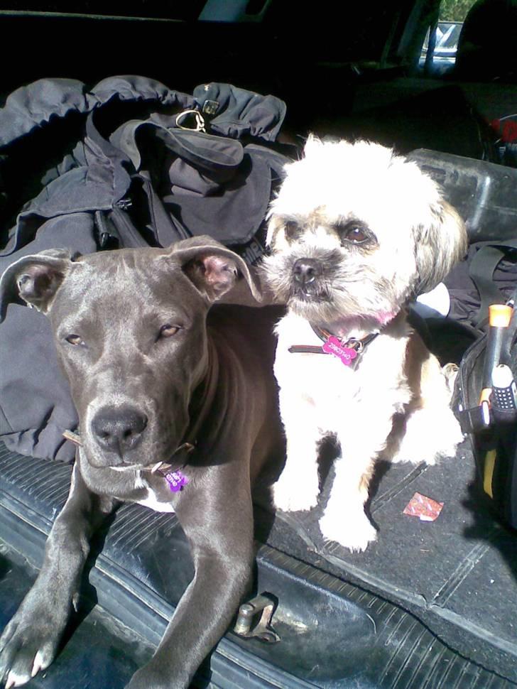 Blanding af racer Hollie billede 3