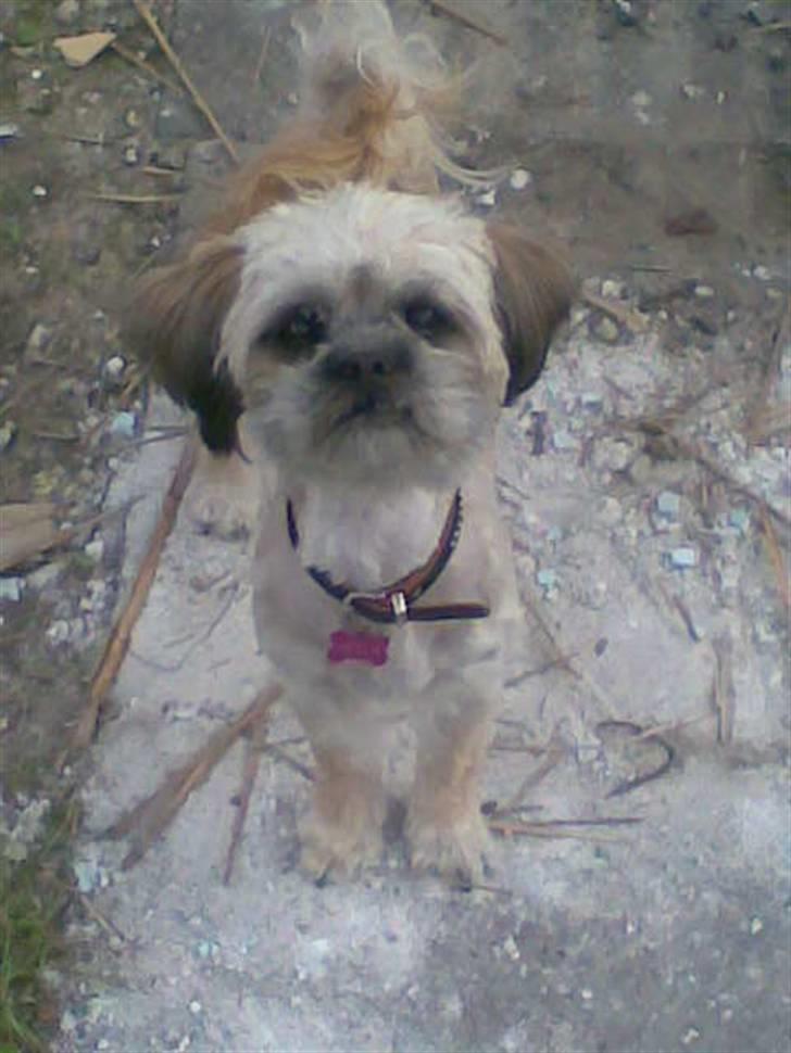 Blanding af racer Hollie billede 4