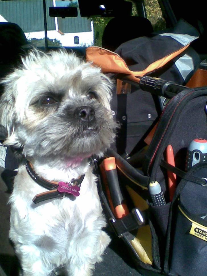 Blanding af racer Hollie billede 5