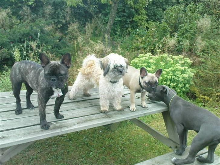 Blanding af racer Hollie billede 6