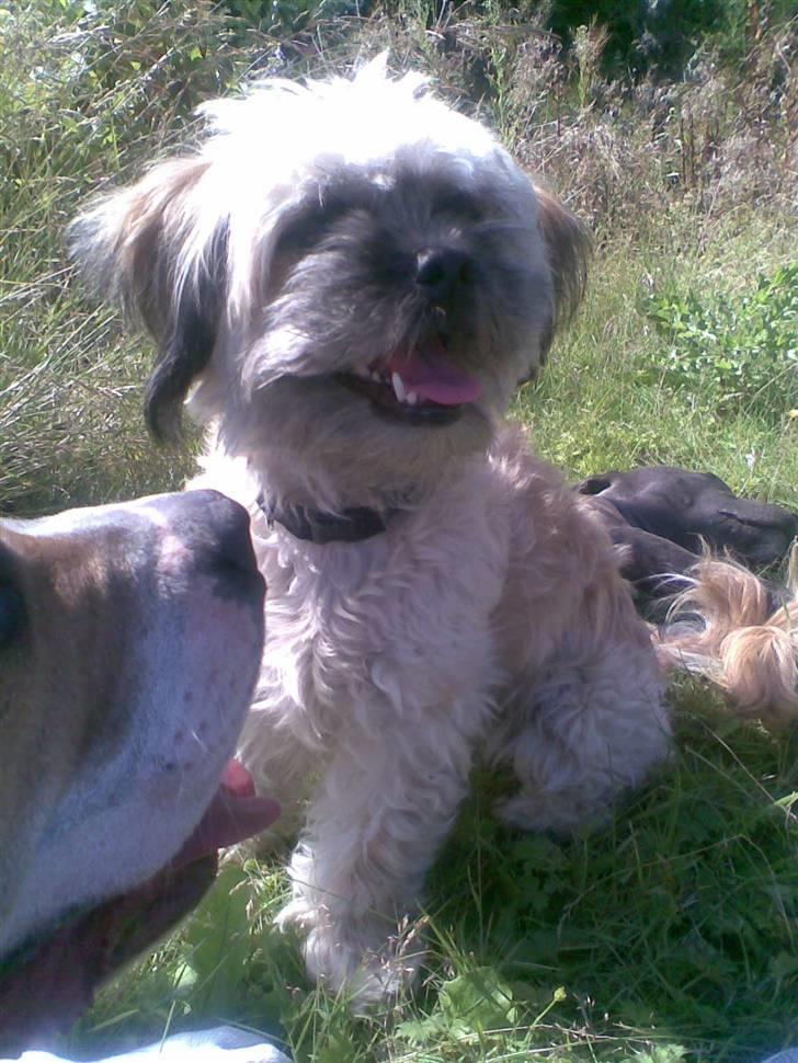 Blanding af racer Hollie billede 7