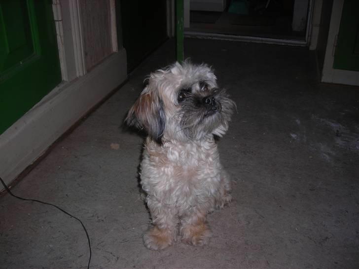 Blanding af racer Hollie billede 8