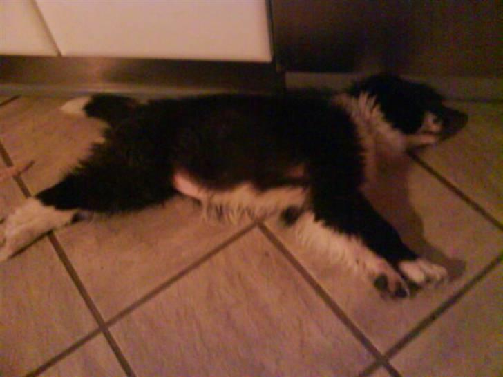 Border collie Celine - Uuh jeg er så træt  :() billede 8