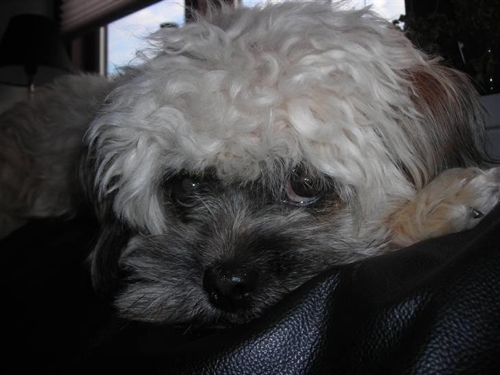 Blanding af racer Hollie billede 9