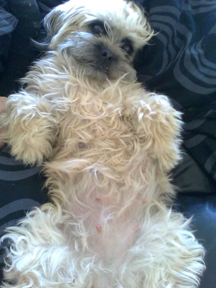 Blanding af racer Hollie billede 10