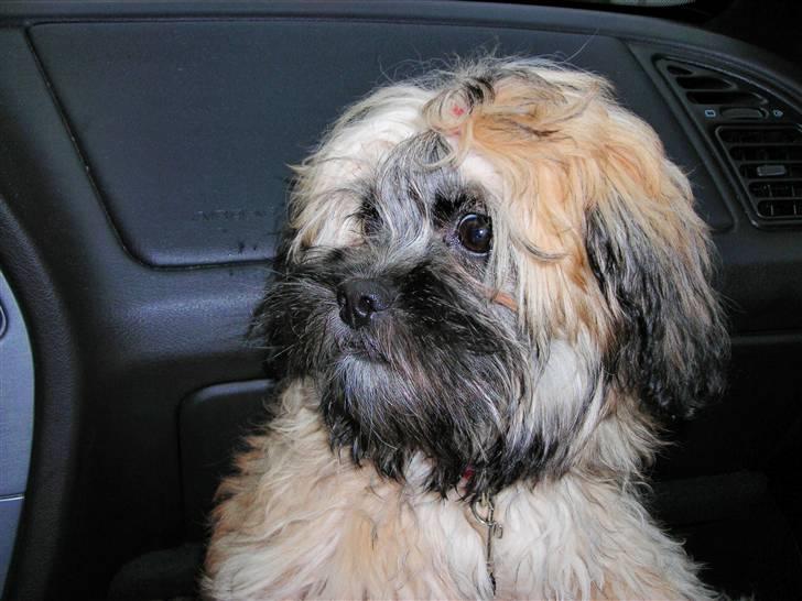 Blanding af racer Hollie billede 11