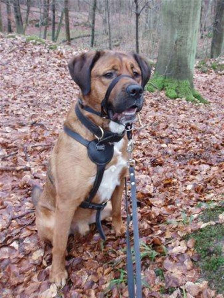 Blanding af racer Diesel billede 17