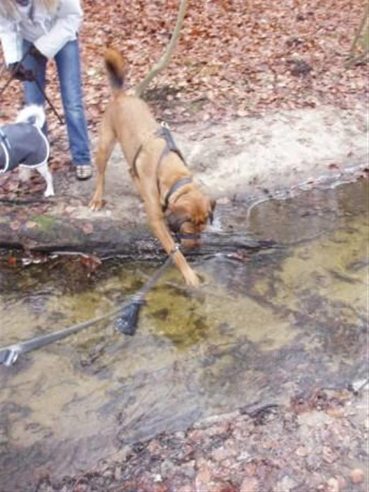 Blanding af racer Diesel billede 18