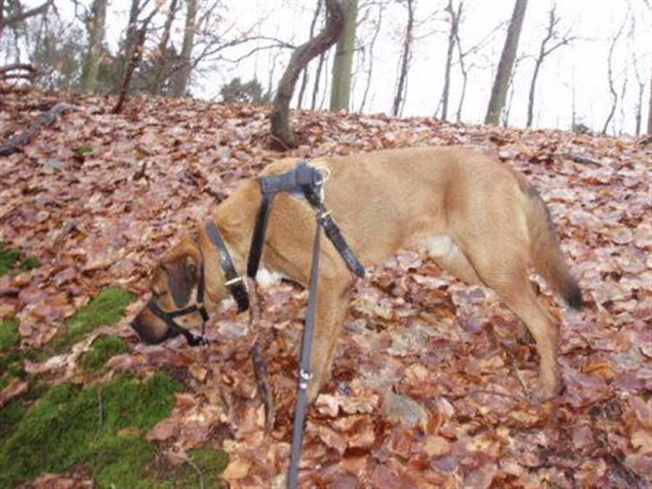 Blanding af racer Diesel billede 19