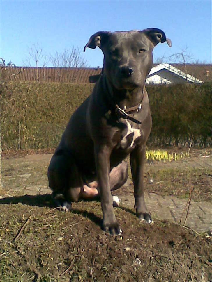 Amerikansk staffordshire terrier Nismo billede 3