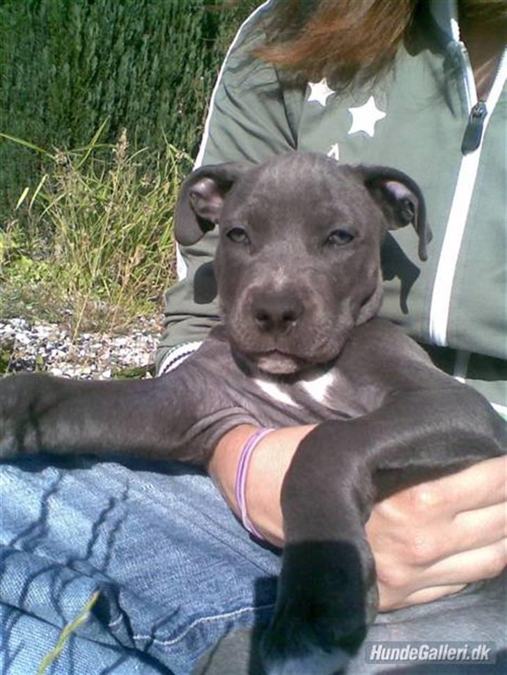 Amerikansk staffordshire terrier Nismo billede 9