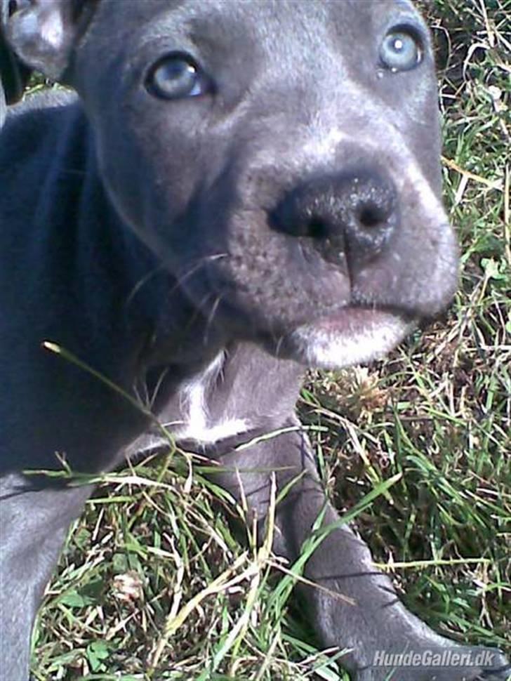 Amerikansk staffordshire terrier Nismo billede 10