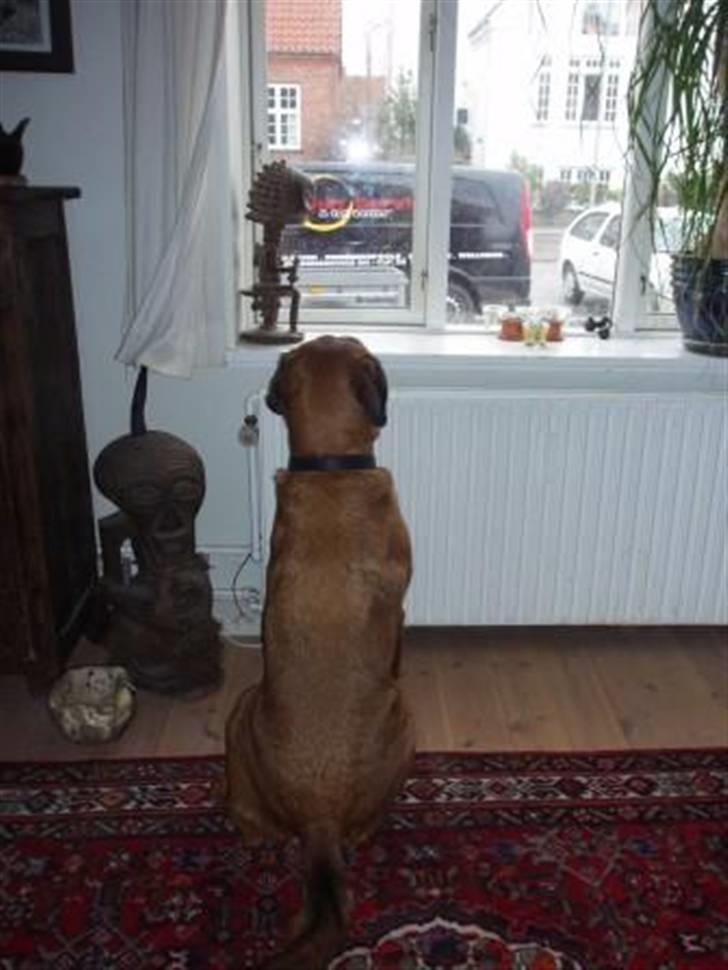 Blanding af racer Diesel billede 20