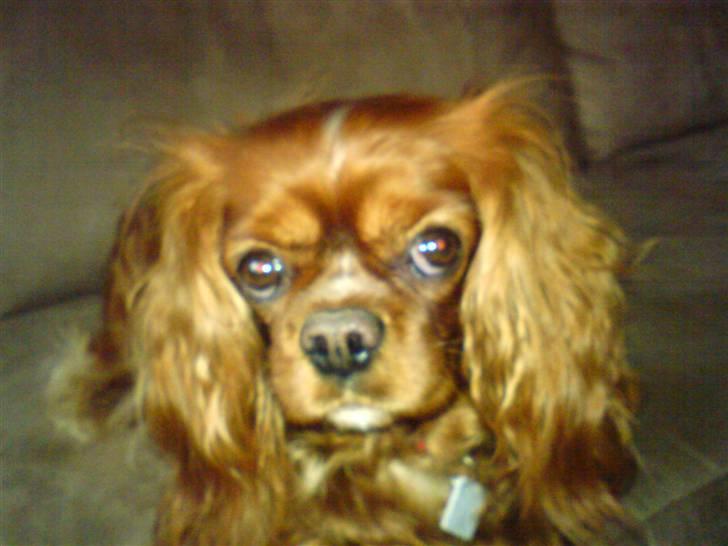 Cavalier king charles spaniel Aika R.I.P <3 ;/ - Velkommen til min profil :) Jeg hedder Aika :) billede 1