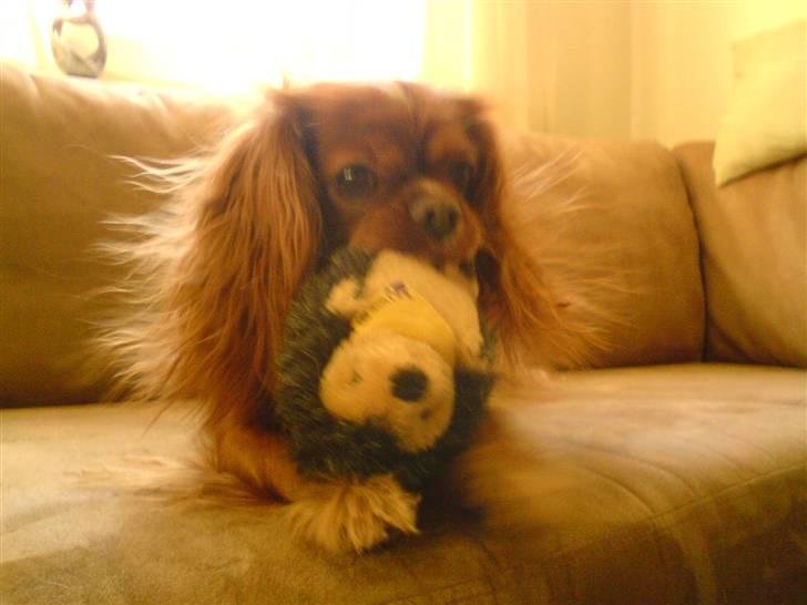 Cavalier king charles spaniel Aika R.I.P <3 ;/ - Er jeg ikke bar lækker, når jeg er elektrisk? <3 billede 2