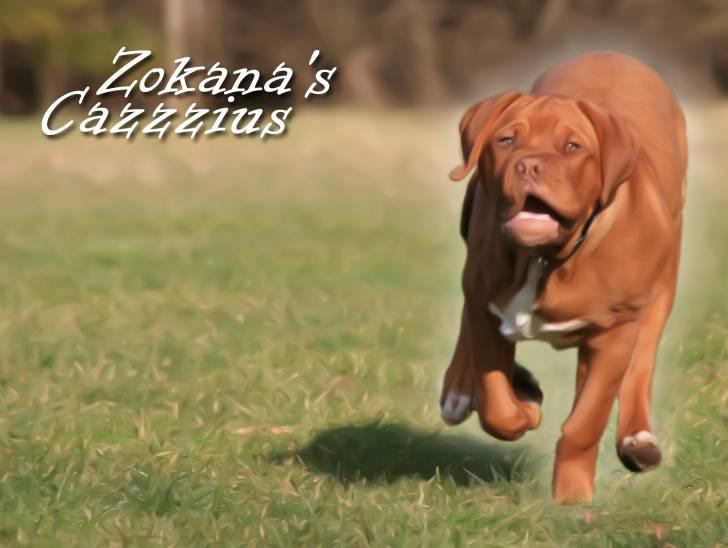 Dogue de bordeaux Zokana's Cazzzius billede 1