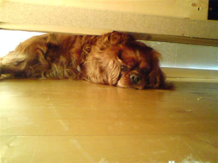 Cavalier king charles spaniel Aika R.I.P <3 ;/ - Uhm... Sofaen var så god at ligge under ;D billede 3