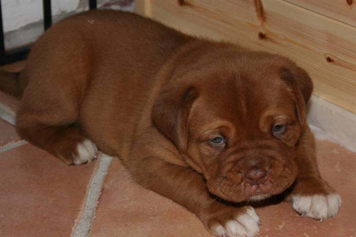 Dogue de bordeaux Zokana's Cazzzius - Klar til leg. billede 2