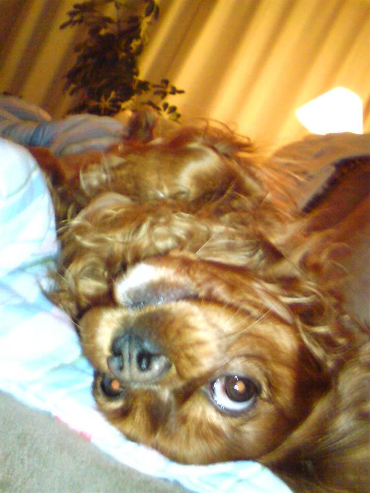 Cavalier king charles spaniel Aika R.I.P <3 ;/ - Se mig, jeg er fjollet :) billede 4