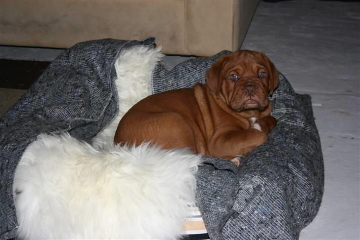 Dogue de bordeaux Zokana's Cazzzius - Ihh hvor er den dejlig den kurv. billede 3