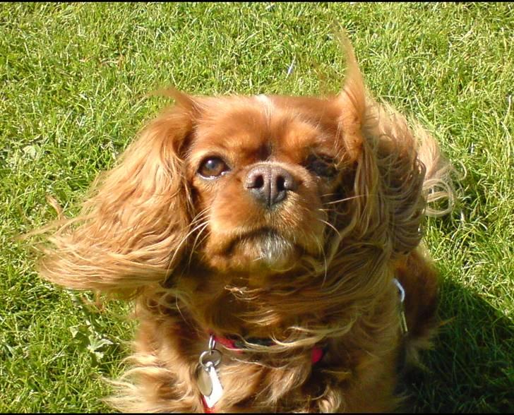 Cavalier king charles spaniel Aika R.I.P <3 ;/ - Det blæste godt nok meget, da vi var ude og gå :) billede 5