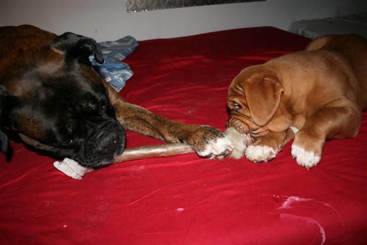 Dogue de bordeaux Zokana's Cazzzius - Spiser ben med Desto billede 4