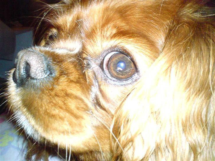 Cavalier king charles spaniel Aika R.I.P <3 ;/ - Se, er jeg ikke sød? <3 billede 7