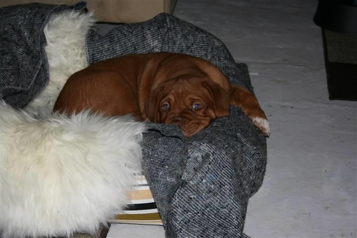 Dogue de bordeaux Zokana's Cazzzius - Min nye kurv billede 5