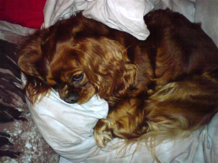 Cavalier king charles spaniel Aika R.I.P <3 ;/ - Stop, jeg vil sove ;) <3 billede 8