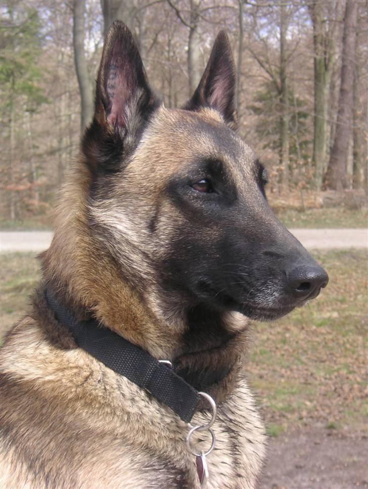 Malinois Isell´s Xibelle billede 1