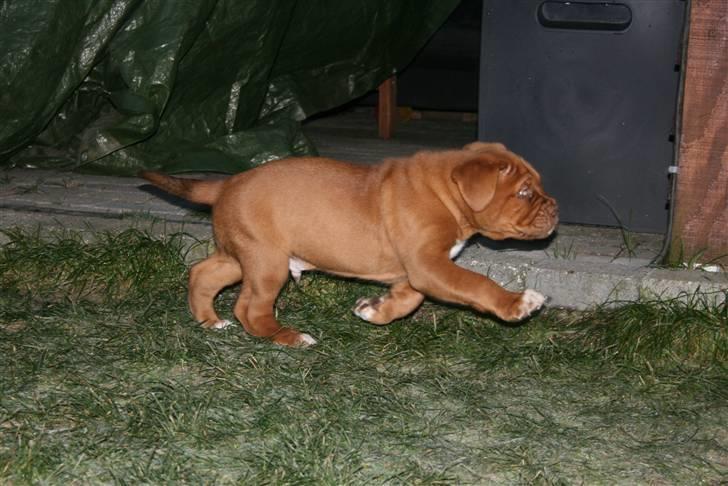 Dogue de bordeaux Zokana's Cazzzius - Leger med Desto. billede 6