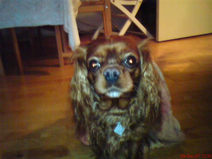 Cavalier king charles spaniel Aika R.I.P <3 ;/ - Der er ikke noget som, at være ren :) billede 9