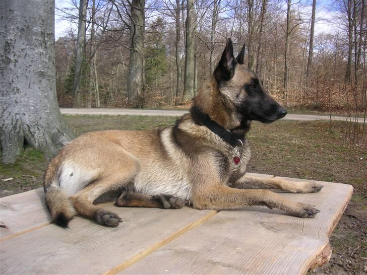 Malinois Isell´s Xibelle billede 2