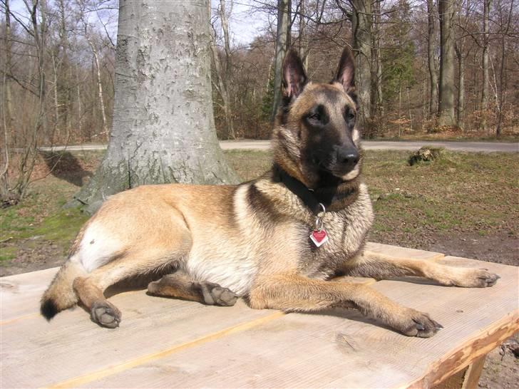 Malinois Isell´s Xibelle billede 3