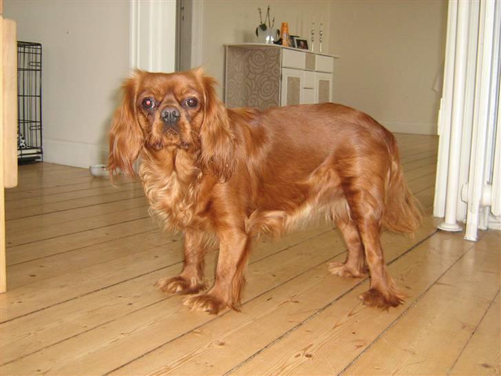 Cavalier king charles spaniel Maggie - Maggie, fra hendes bedste vinkel ;) billede 1