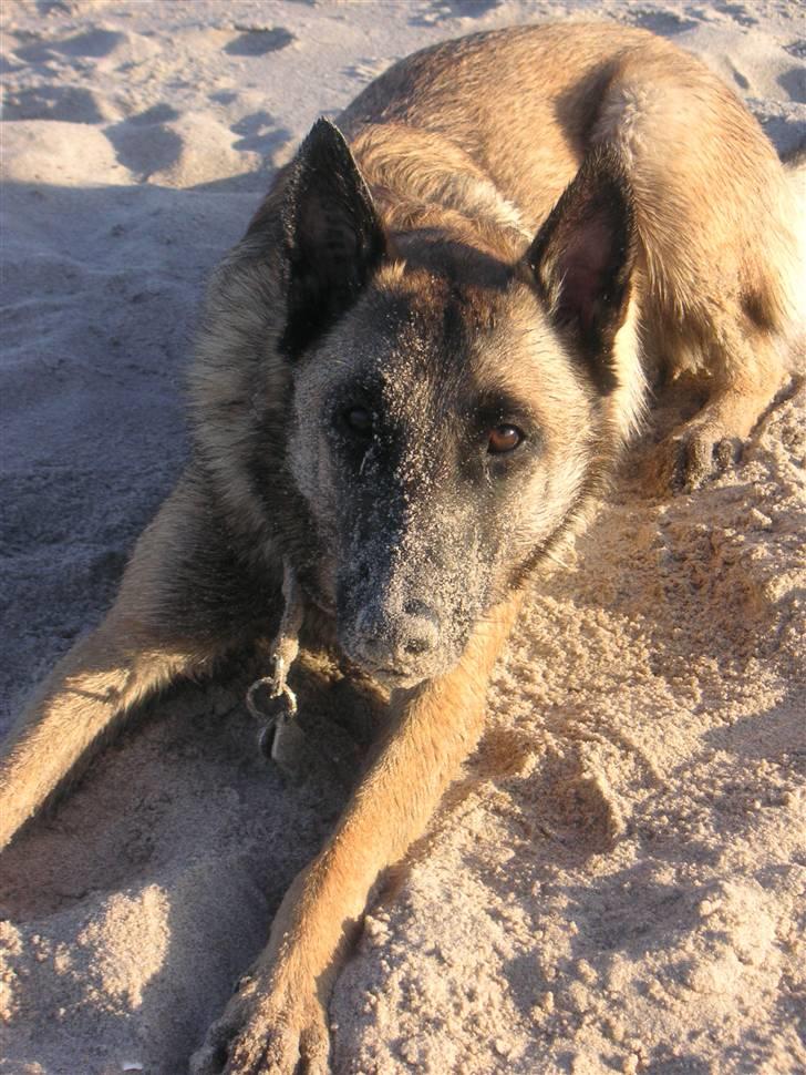 Malinois Isell´s Xibelle billede 4