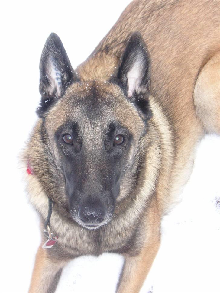 Malinois Isell´s Xibelle billede 5