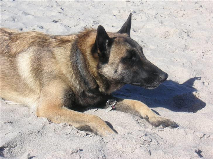 Malinois Isell´s Xibelle - Xibelle ligger på lur efter hendes "storesøster" Vesla billede 6