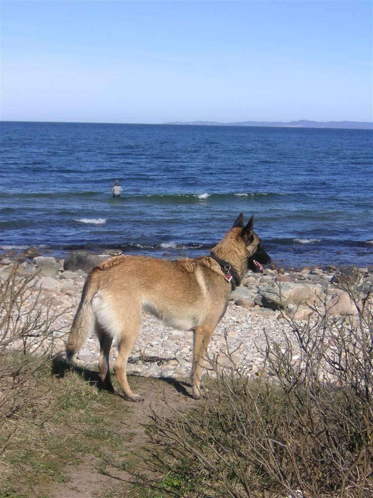 Malinois Isell´s Xibelle billede 7