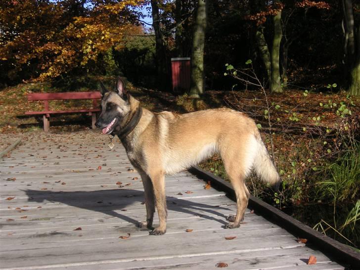 Malinois Isell´s Xibelle billede 8